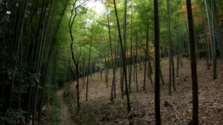 大山崎の竹林