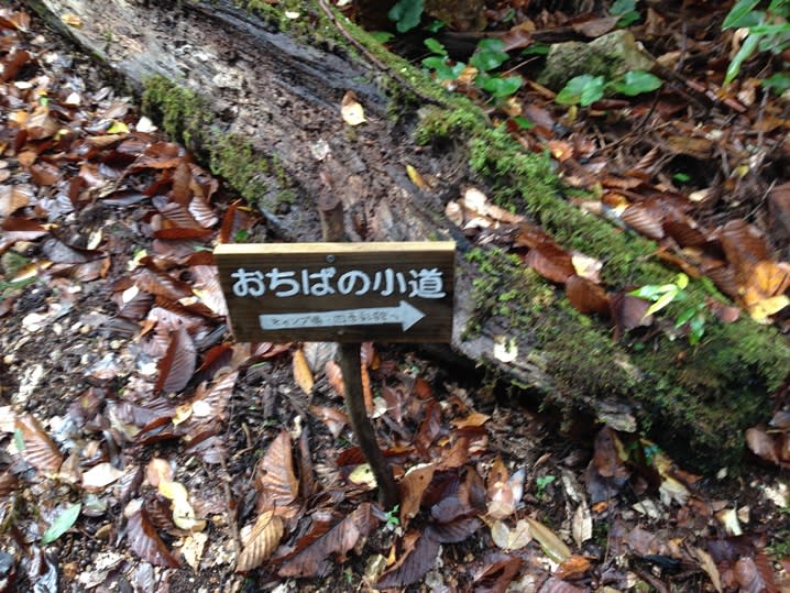 岩湧山　雨の”七つ道”コンプリート　2015-11-26 - おやじの日常生活